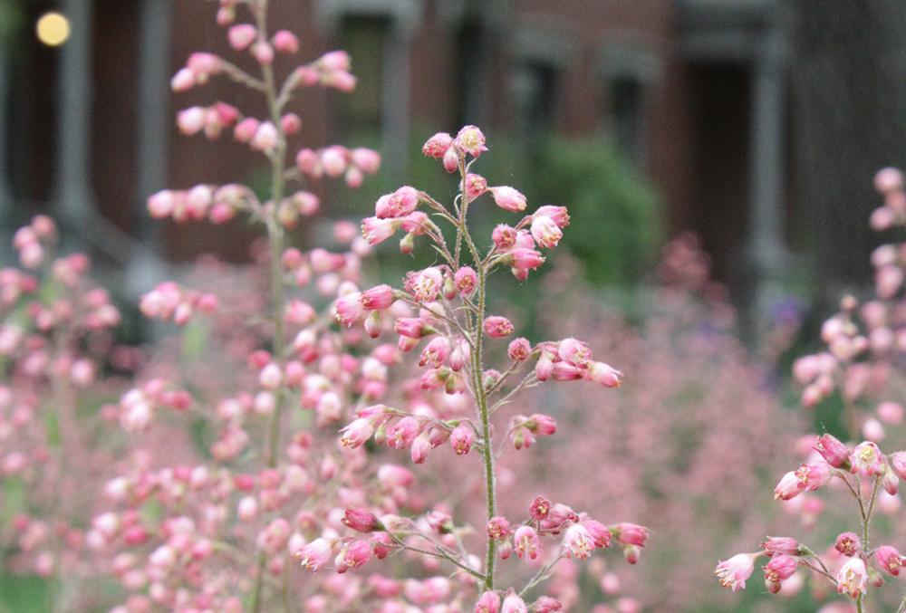 Photographic image of pink flowers.